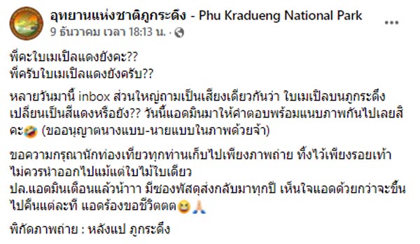 ใบเมเปิล ภูกระดึง ใบเมเปิล ภูกระดึง