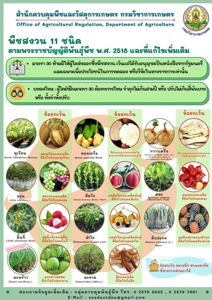 ลอบส่งออก ต้นพันธุ์ทุเรียน ลอบส่งออก ต้นพันธุ์ทุเรียน