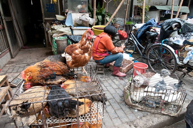ไข้หวัดนก H10N3 ไข้หวัดนก H10N3