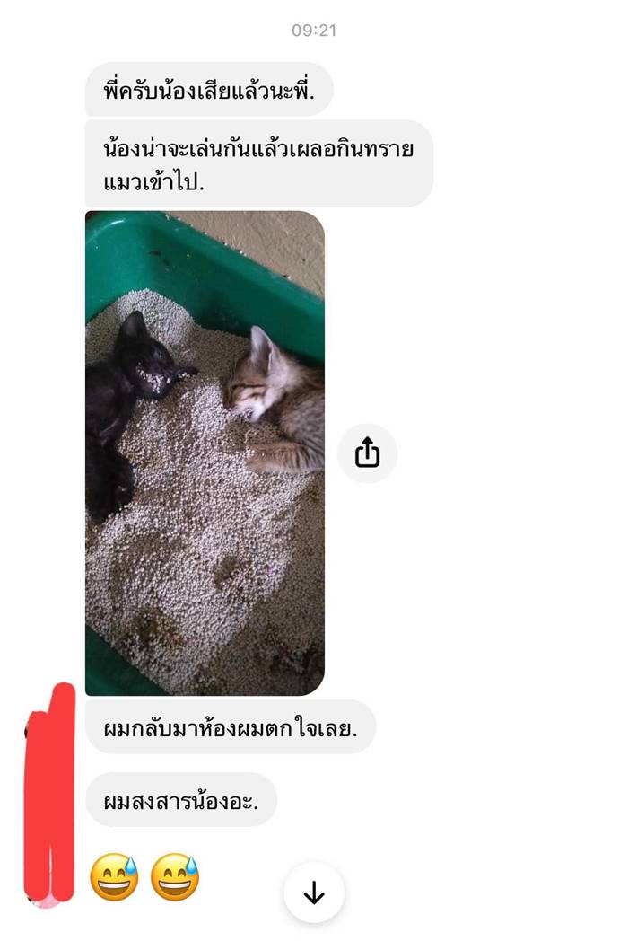 ฆ่าแมว ฆ่าแมว