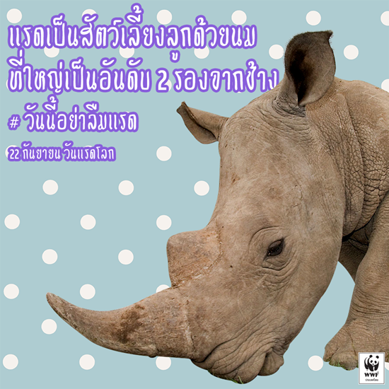 วันแรดโลก วันแรดโลก