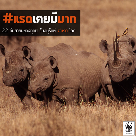 วันแรดโลก วันแรดโลก
