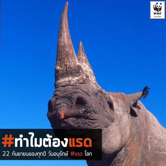 วันแรดโลก วันแรดโลก