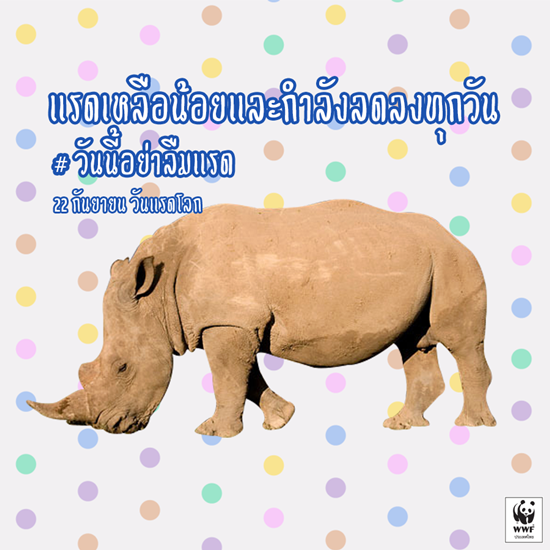 วันแรดโลก วันแรดโลก