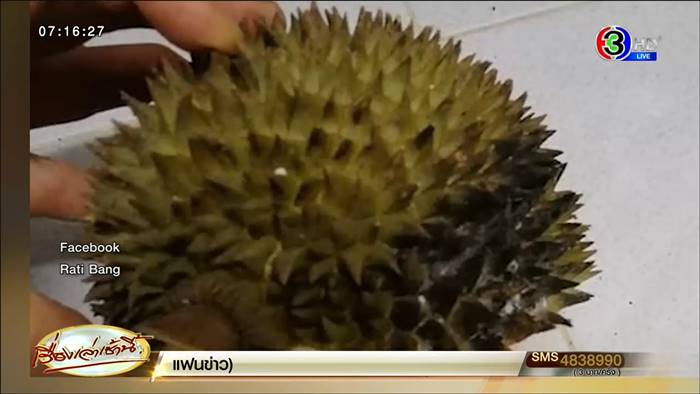 ทุเรียนหมอนทอง ทุเรียนหมอนทอง