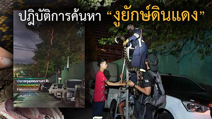 งูยักษ์ดินแดง งูยักษ์ดินแดง
