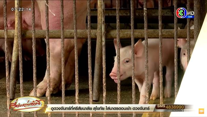 เนื้อหมูแพง เนื้อหมูแพง