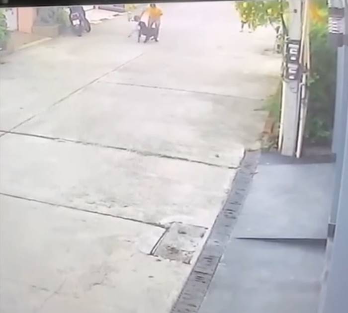 พิตบูลกัดเด็ก พิตบูลกัดเด็ก