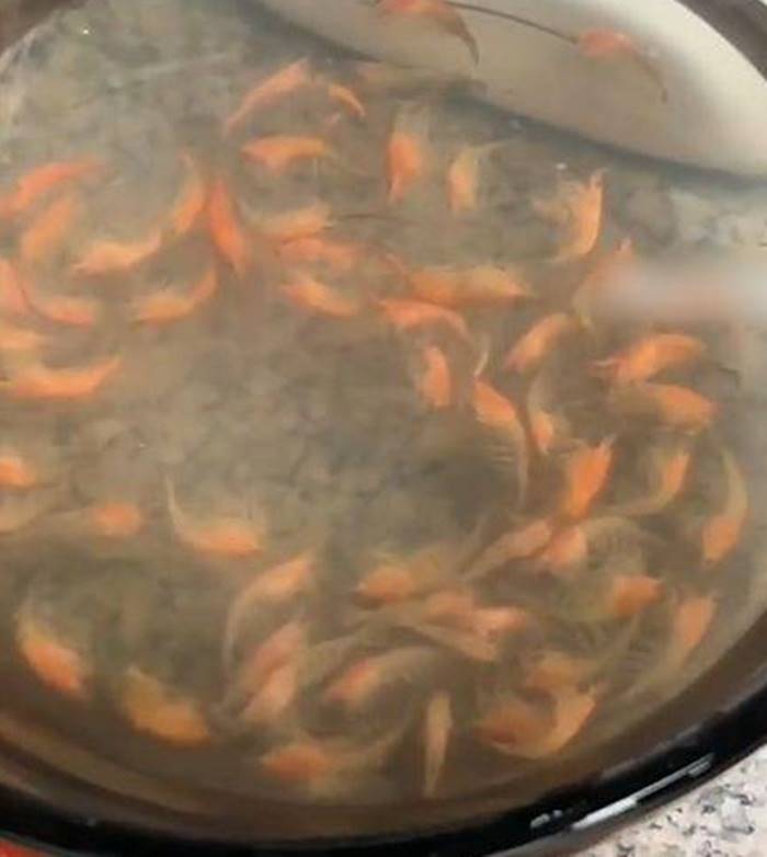 กุ้งเลี้ยง กุ้งเลี้ยง