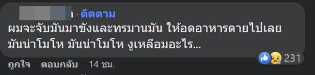 งูเหลือมกินแมว งูเหลือมกินแมว