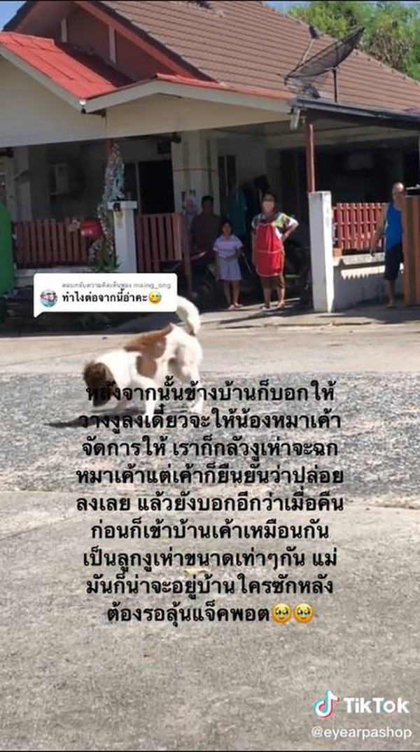 สาวกรี๊ดลั่น เปิดผ้าห่มเจอลูกงูเห่า สาวกรี๊ดลั่น เปิดผ้าห่มเจอลูกงูเห่า