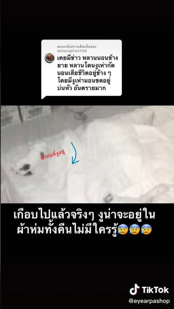 สาวกรี๊ดลั่น เปิดผ้าห่มเจอลูกงูเห่า สาวกรี๊ดลั่น เปิดผ้าห่มเจอลูกงูเห่า
