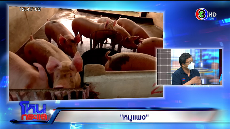หมู หมู