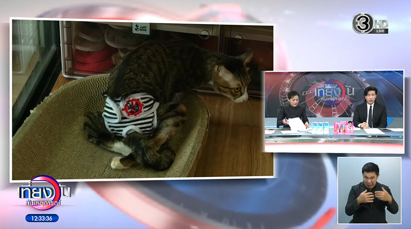 สงครามนางฟ้า สงครามนางฟ้า