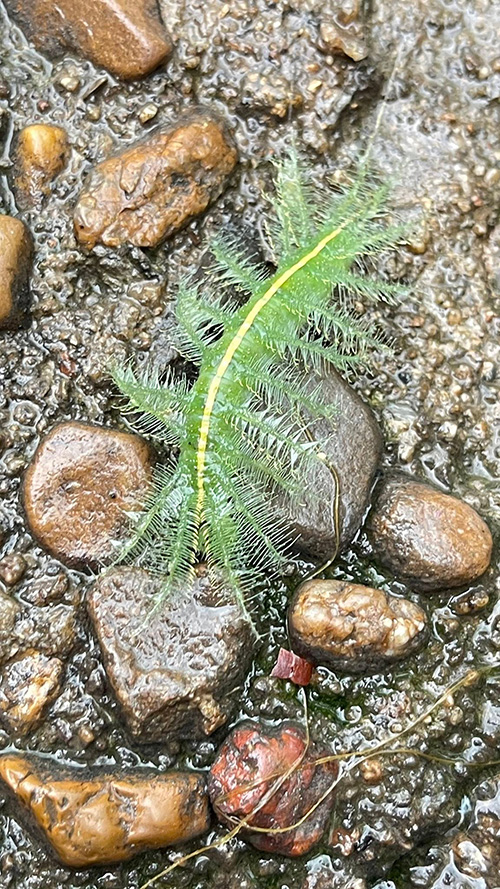 หนอนผีเสื้อบารอน 