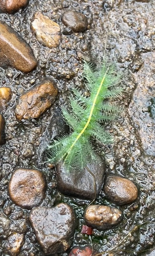 หนอนผีเสื้อบารอน