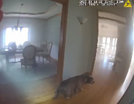 ช่วยสุนัข