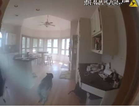 ช่วยสุนัข