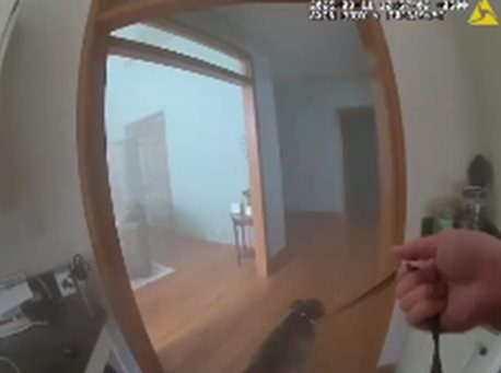 ช่วยสุนัข