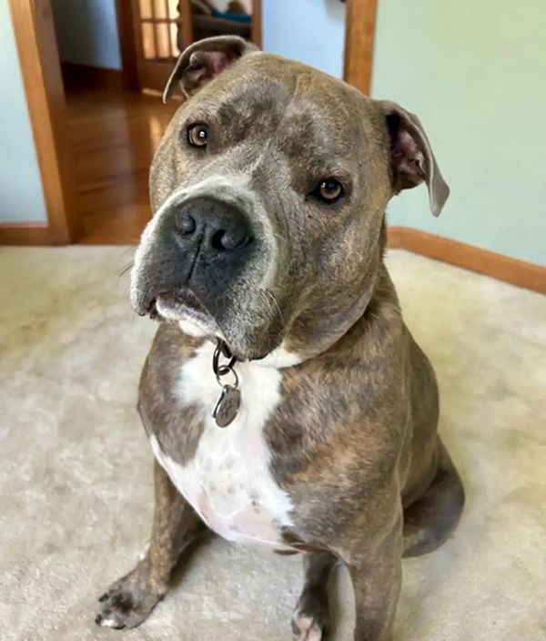 ช่วยสุนัข