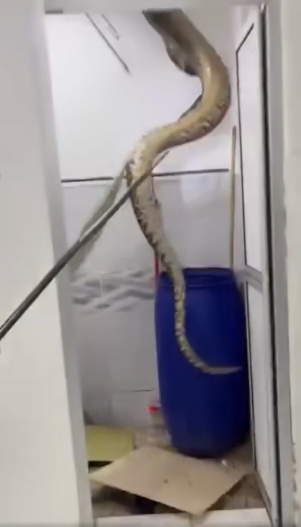 งูเหลือม