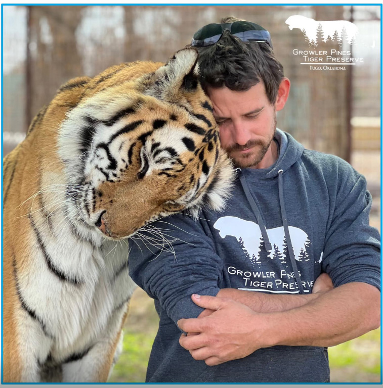 เสือทำร้าย