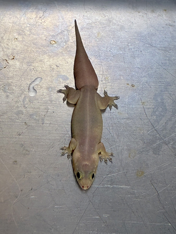 จิ้งจกอ้วน