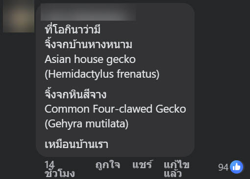 จิ้งจกอ้วน