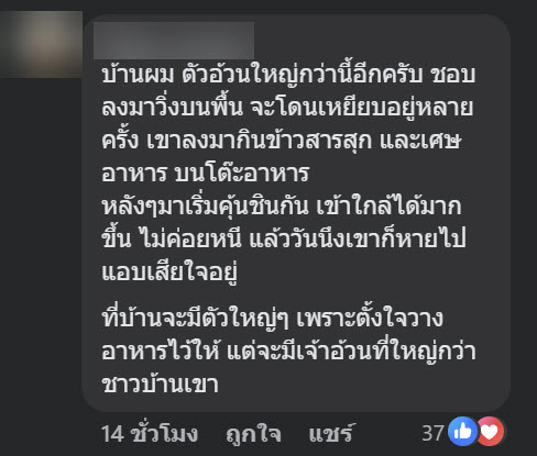 จิ้งจกอ้วน