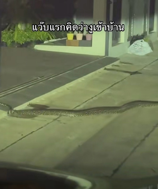 งูเข้าบ้าน