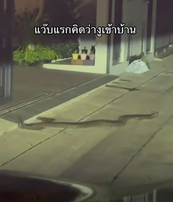 งูเข้าบ้าน