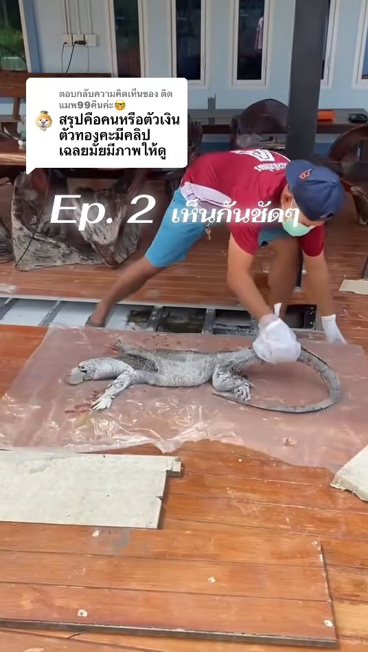 ตัวเงินตัวทองขนาดใหญ่นอนตายใต้พื้นบ้าน