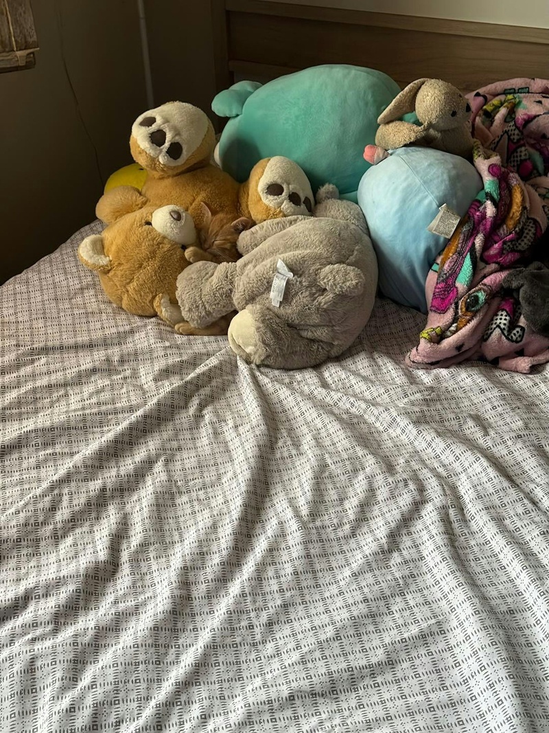 เจ้าของโพสต์ภาพให้ช่วยหาแมว