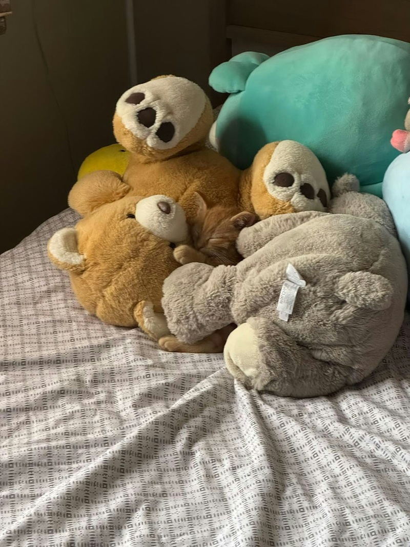 เจ้าของโพสต์ภาพให้ช่วยหาแมว