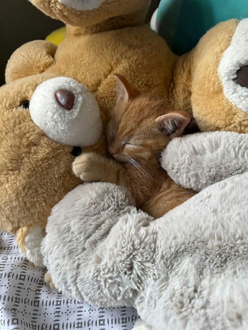 เจ้าของโพสต์ภาพให้ช่วยหาแมว