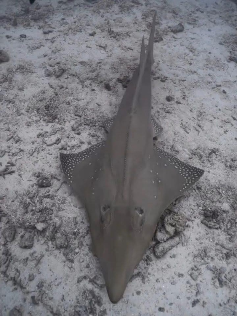 ปลาโรนัน