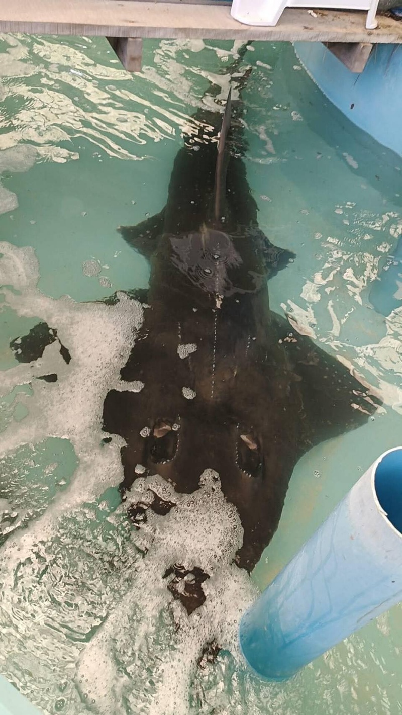 ปลาโรนัน