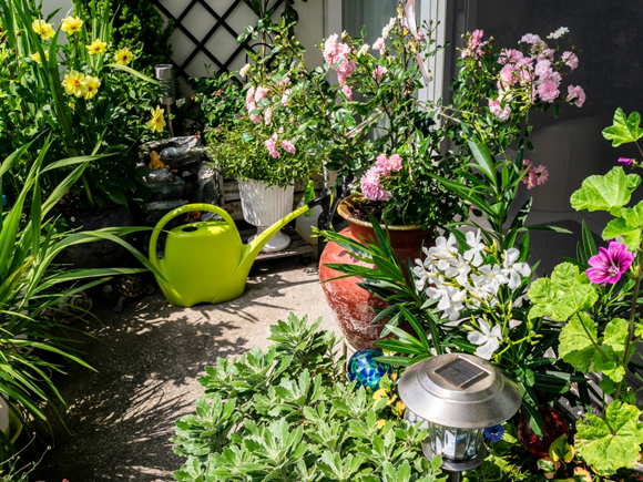 ต้นไม้ที่อาจดึงดูดงูเข้าบ้าน ต้นไม้ที่อาจดึงดูดงูเข้าบ้าน