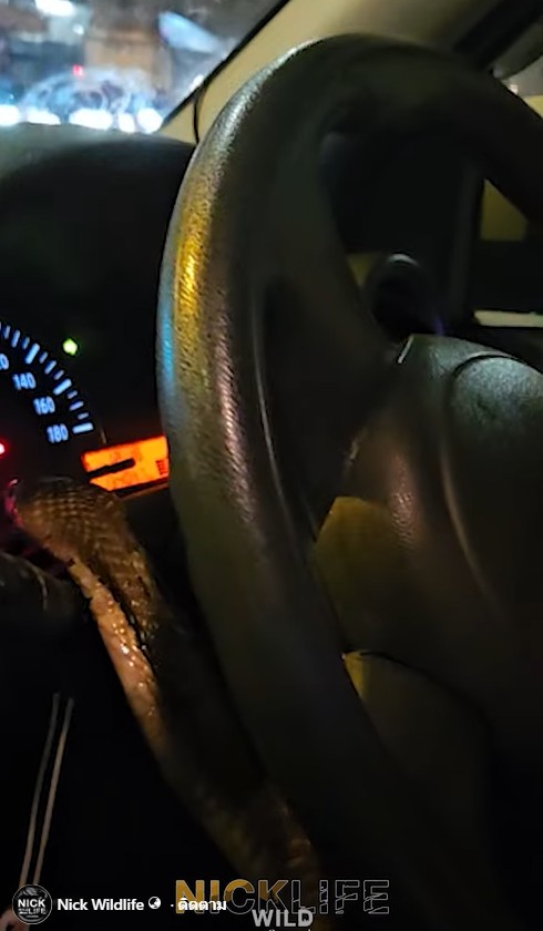 งูเห่าหลุดในรถ