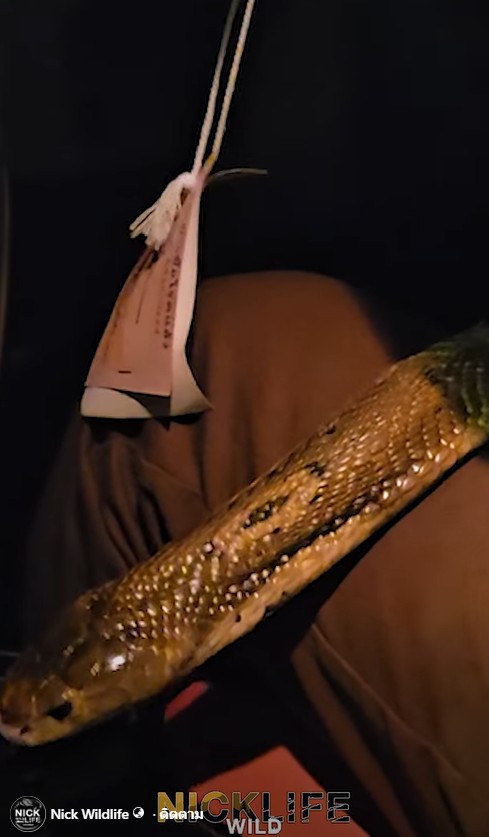 งูเห่าหลุดในรถ