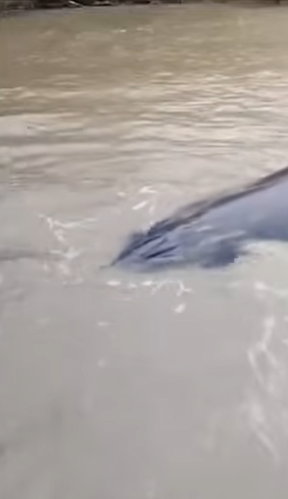 วาฬยักษ์ วาฬยักษ์