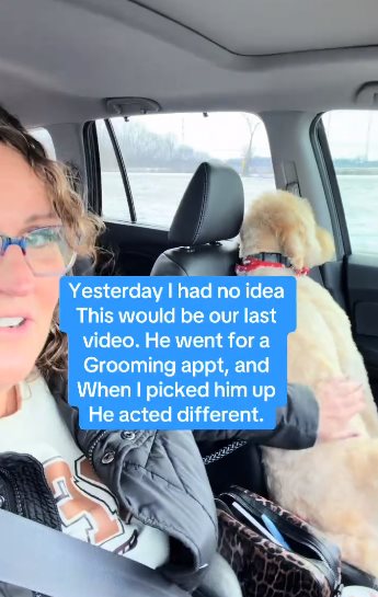 หมาซึม หมาซึม