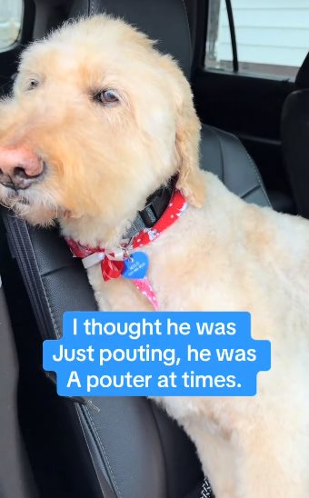 หมาซึม หมาซึม