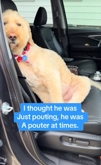 หมาซึม หมาซึม