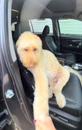 หมาซึม หมาซึม