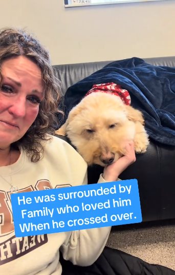 หมาซึม หมาซึม