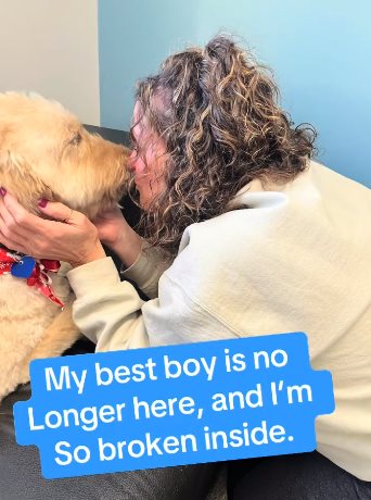 หมาซึม หมาซึม