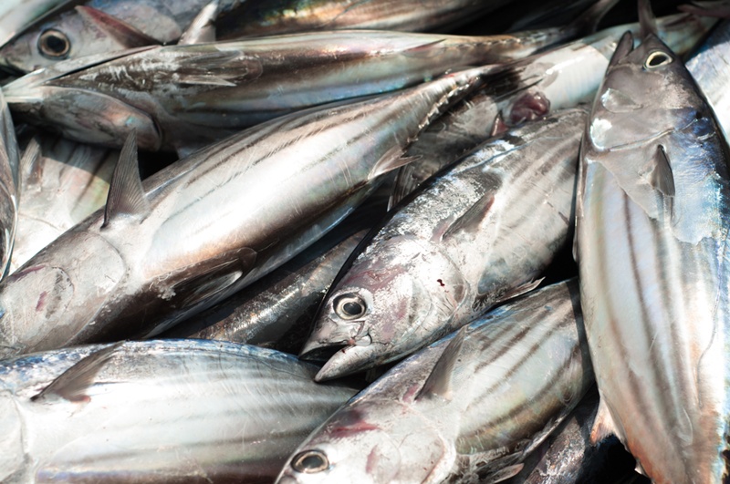 ปลา 3 ชนิด ที่คนนิยมกิน