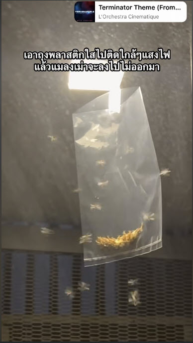 วิธีรับมือฝูงแมลงเม่าตอมไฟ