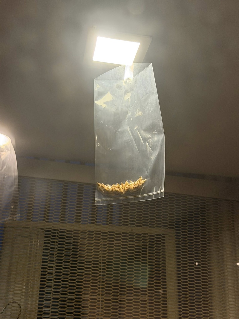 วิธีรับมือฝูงแมลงเม่าตอมไฟ